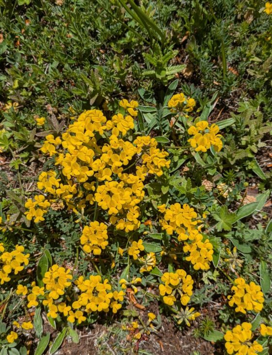 dottore_forestale_tersigni (6)
