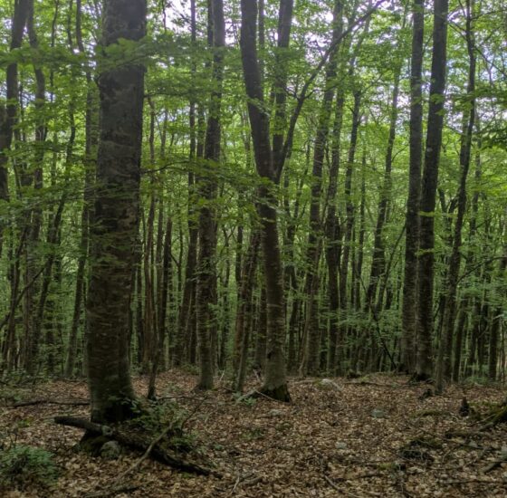 dottore_forestale_tersigni (7)